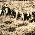 Andrew Groves - Strawberry picking, Newchurch