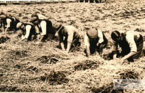 Andrew Groves - Strawberry picking, Newchurch