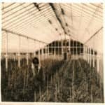 Andrew Groves - Tomatoes in glasshouse