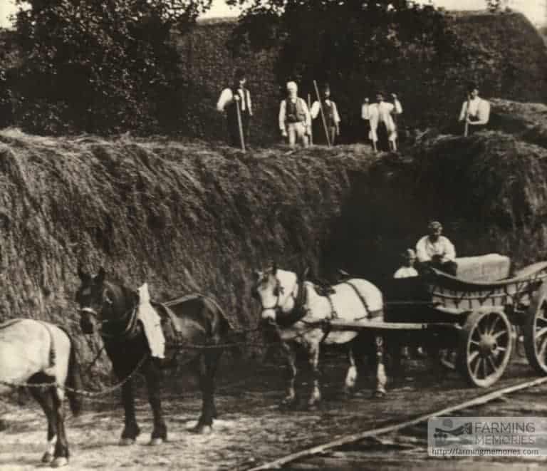 Haymaking at Apse Manor Farm 1920s