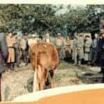 Sale of Cow