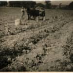 Picking spuds at Roslin Farm