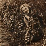 Betty Squibb tying tomatoes at Knighton