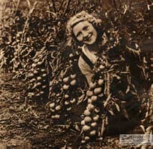 Betty Squibb tying tomatoes at Knighton