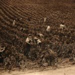 Betty Squibb tying up tomatoes - Knighton