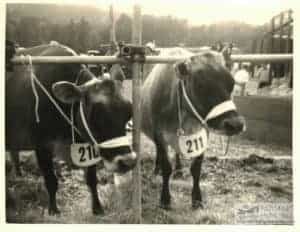 Christine Broom = Daffodil & Bracelet – cows shown at County Show