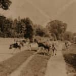 Cattle on Nettlestone Green