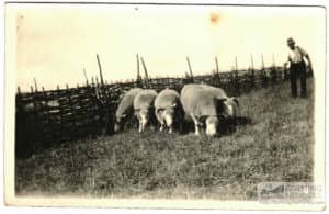 Hurdles and sheep