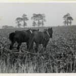 Black and white photograph of a farmer hoeing with horses taken by Isle of Wight amateur photographer Fernao Pedro Mauricio Joao de Castel-Branco Manuel