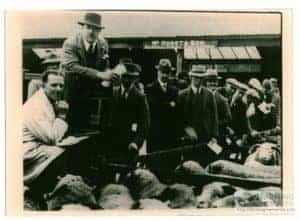 Black and white photograph of sheep being sold at Newport Cattle Market at the Spring Sale - Shows farmers and sellers, including David Dockrill