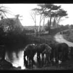 Black and white photograph of William Walter Roach (Agricultural Labourer, Carter) with women visible down the road