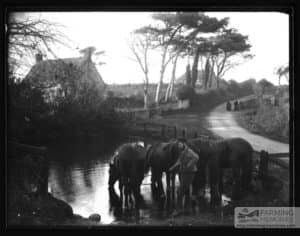 Black and white photograph of William Walter Roach (Agricultural Labourer, Carter) with women visible down the road