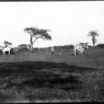 Glass negative of two horse drawn ploughs in a field