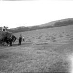 Glass negative of haymaking with horse and wagon