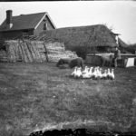 Glass negative of game, sheep and a man with a stock of fence panels