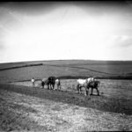 Glass negative of two horse ploughs