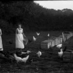 Glass negative of two women feeding free range hens