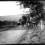 Glass negative of horses pulling wagons, loaded with willow