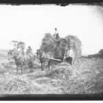 Photographic print taken from a glass plate negative in the collection of haymaking showing a pair of horses and tow farm workers loading a wagon