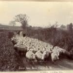 Black and white photograph of a farmer driving a flock of sheep down a road near Apse Heath