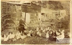 A sepia photograph which shows an old man feeding hens and geese with some farm buildings in the background