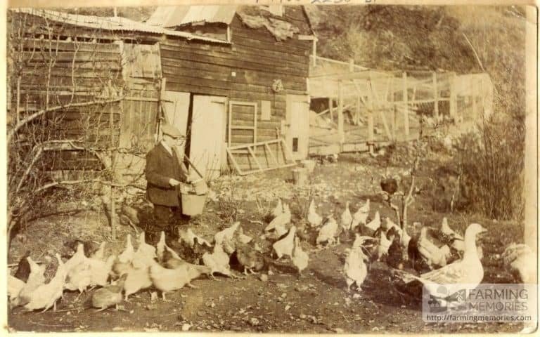 A sepia photograph which shows an old man feeding hens and geese with some farm buildings in the background