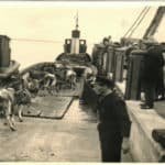 Cattle on barges at Yarmouth