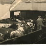 Cows on steamer Lord Elgin