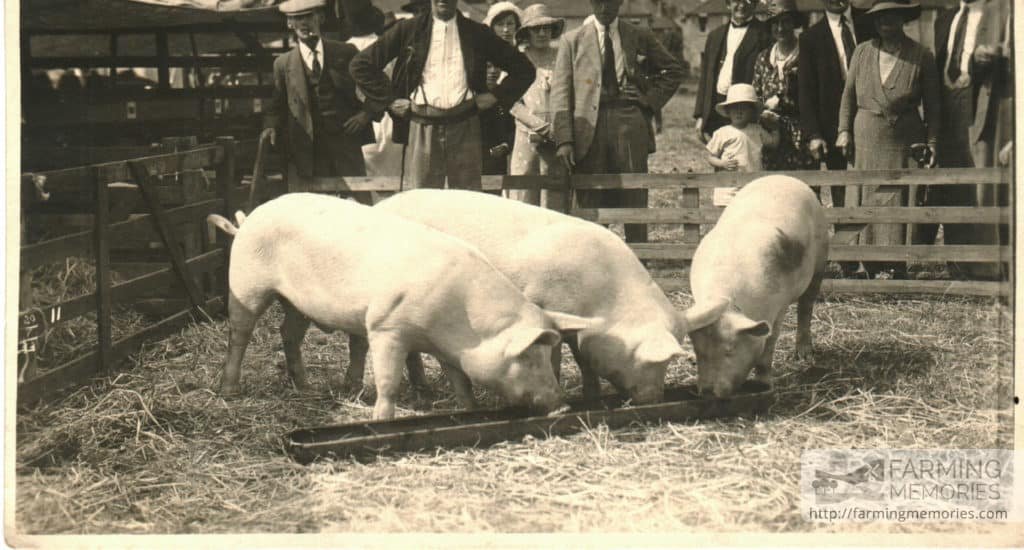 Pigs at the County Show