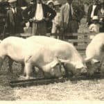 Pigs at the County Show