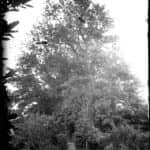 Glass negative of elm trees