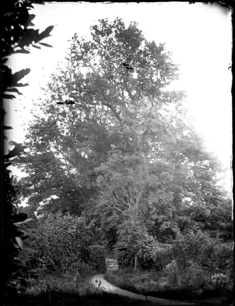 Glass negative of elm trees