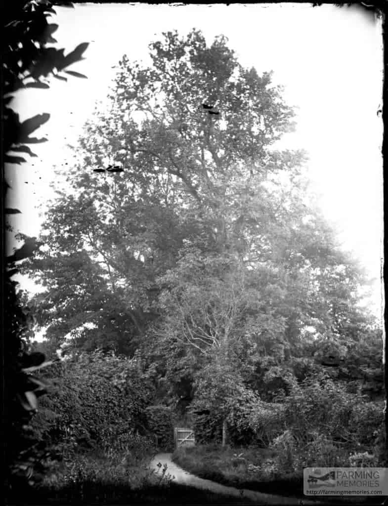 Glass negative of elm trees