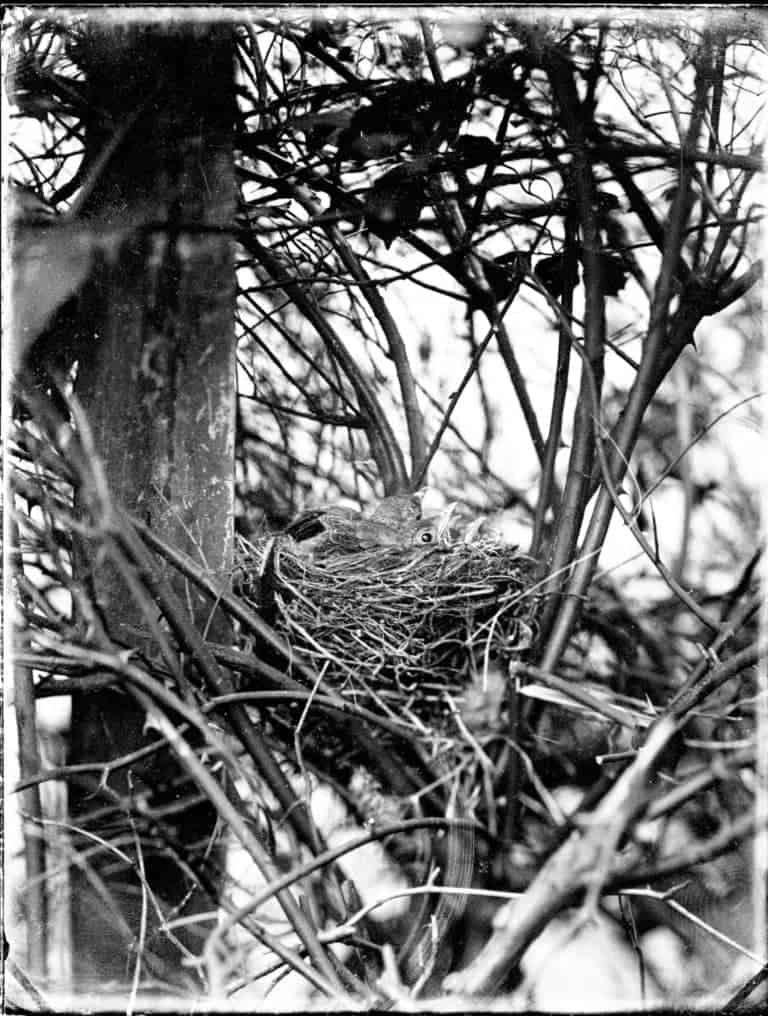 Glass negative of nestlings (possibly Edwardian)