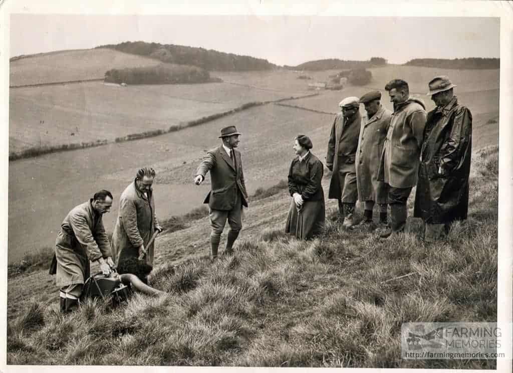 Rabbiting at Mottistone