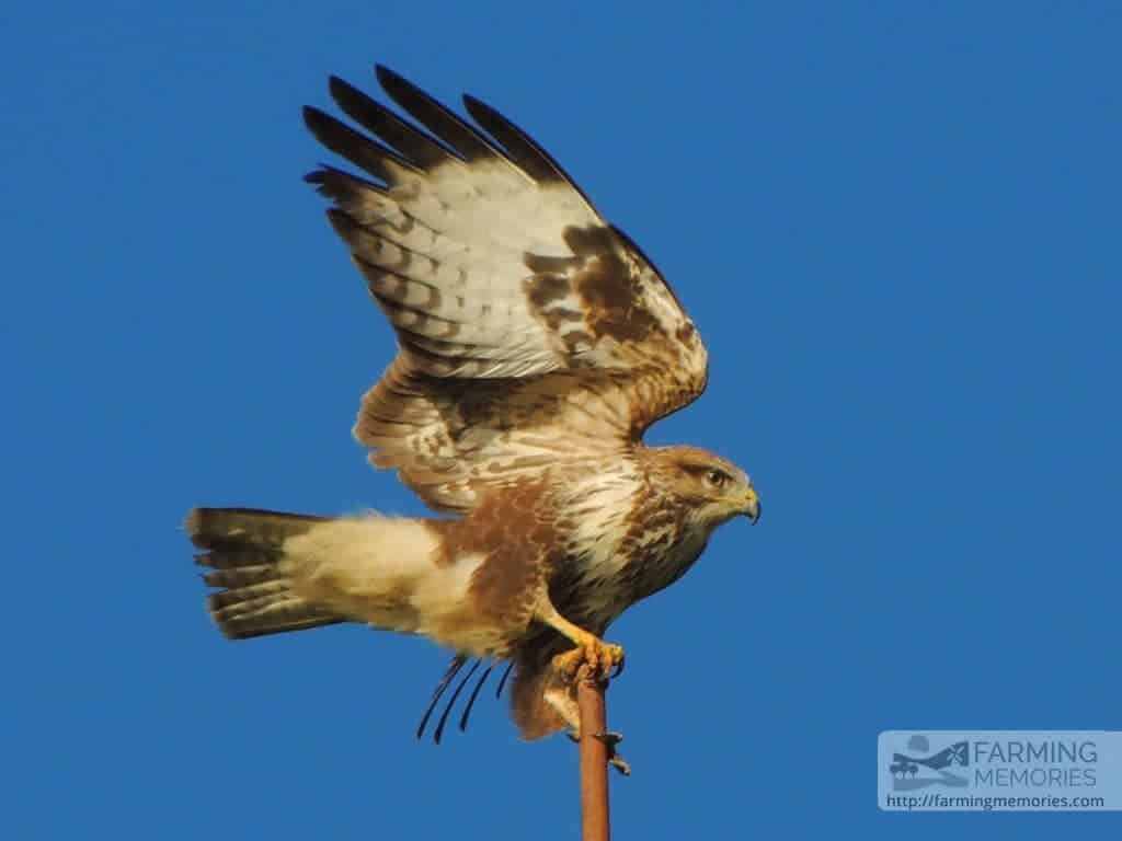 Buzzard on post