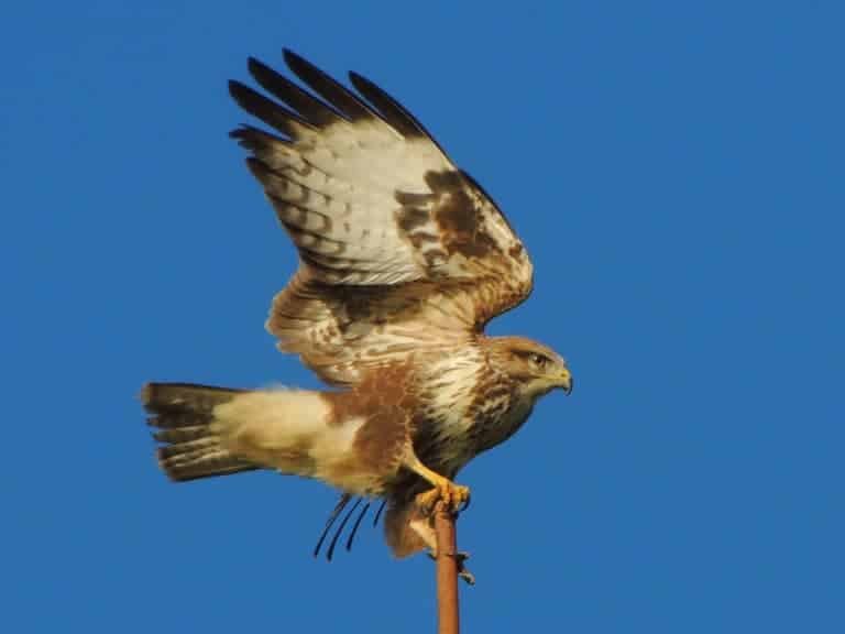 Buzzard on post