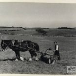 black and white photograph of a farmer rolling a field with a horse drawn roller. Photograph taken by Isle of Wight amateur photographer Fernao Pedro Mauricio Joao de Castel-Branco Manuel in 1946.