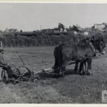 Black and white photograph of a horse-drawn grass cutter by Golf links Road, Sandown taken by Isle of Wight amateur photographer Fernao Pedro Mauricio Joao de Castel-Branco Manuel