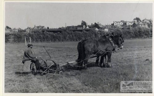 Black and white photograph of a horse-drawn grass cutter by Golf links Road, Sandown taken by Isle of Wight amateur photographer Fernao Pedro Mauricio Joao de Castel-Branco Manuel