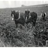 Black and white photograph of a farmer hoeing with horses taken by Isle of Wight amateur photographer Fernao Pedro Mauricio Joao de Castel-Branco Manuel