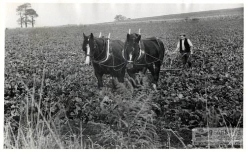 Black and white photograph of a farmer hoeing with horses taken by Isle of Wight amateur photographer Fernao Pedro Mauricio Joao de Castel-Branco Manuel