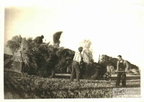 Andrew Groves - Carting sheaths in W Meath