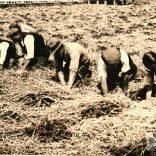 Andrew Groves - Strawberry picking, Newchurch