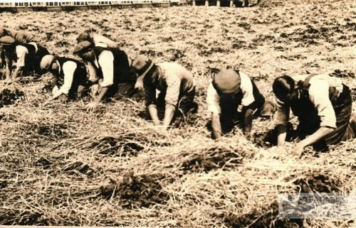 Andrew Groves - Strawberry picking, Newchurch