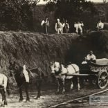 Haymaking at Apse Manor Farm 1920s