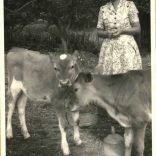 Beryl and cows on Chale Green