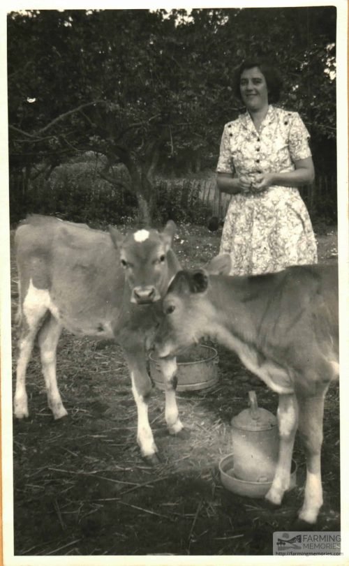 Beryl and cows on Chale Green