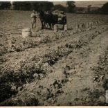 Picking spuds at Roslin Farm