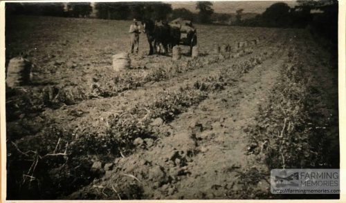 Picking spuds at Roslin Farm